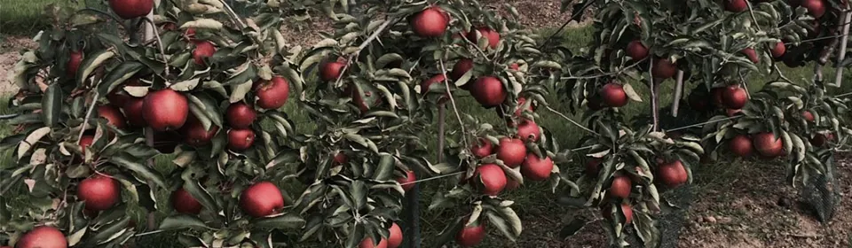 Rijen appelbomen vol rode appels
