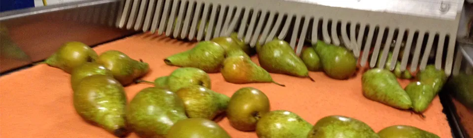 Peren op de sorteerlijn