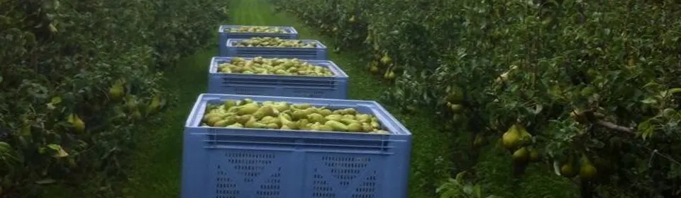 Kisten vol net geoogste peren in de boomgaard