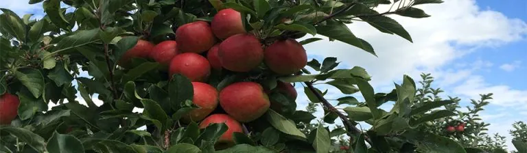 Rijpe appels aan de tak