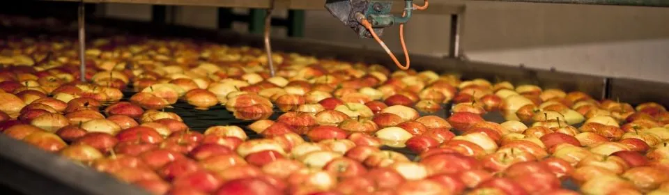 Appels drijven door de waterdumper naar de sorteerlijn
