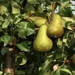 Conference-peren aan de boom