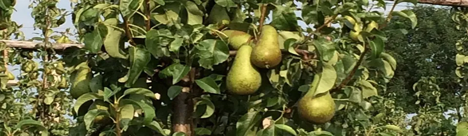 Conference-peren aan de boom